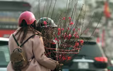 Sắc xuân trên phố phường Hà Nội