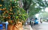 Độc đáo chuột vàng cõng quất bonsai