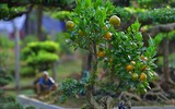 Độc đáo chuột vàng cõng quất bonsai