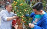 Độc đáo chuột vàng cõng quất bonsai