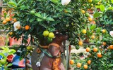 Độc đáo chuột vàng cõng quất bonsai