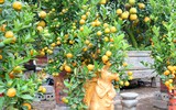 Độc đáo chuột vàng cõng quất bonsai