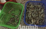 Cận cảnh quá trình bơm tạp chất vào tôm ở Hà Nội