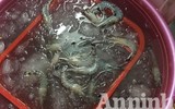 Cận cảnh quá trình bơm tạp chất vào tôm ở Hà Nội