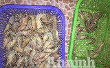 Cận cảnh quá trình bơm tạp chất vào tôm ở Hà Nội