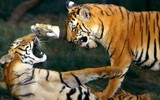 Thám hiểm vùng đất huyền bí nhất thế giới mà nghe tới đã thấy sợ