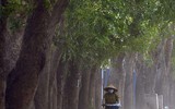 Vẻ đẹp hút hồn của những hàng cây xanh rợp bóng bên đường Hà Nội