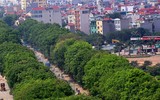 Vẻ đẹp hút hồn của những hàng cây xanh rợp bóng bên đường Hà Nội