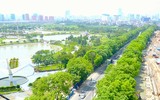 Vẻ đẹp hút hồn của những hàng cây xanh rợp bóng bên đường Hà Nội