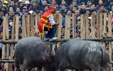 Nhìn lại những hình ảnh lễ hội chọi trâu Đồ Sơn biến thành cơn ác mộng