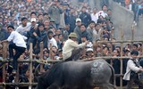 Nhìn lại những hình ảnh lễ hội chọi trâu Đồ Sơn biến thành cơn ác mộng