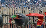 Nhìn lại những hình ảnh lễ hội chọi trâu Đồ Sơn biến thành cơn ác mộng