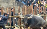Nhìn lại những hình ảnh lễ hội chọi trâu Đồ Sơn biến thành cơn ác mộng