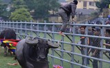 Nhìn lại những hình ảnh lễ hội chọi trâu Đồ Sơn biến thành cơn ác mộng