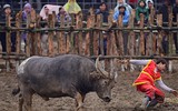 Nhìn lại những hình ảnh lễ hội chọi trâu Đồ Sơn biến thành cơn ác mộng