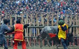 Nhìn lại những hình ảnh lễ hội chọi trâu Đồ Sơn biến thành cơn ác mộng