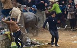 Nhìn lại những hình ảnh lễ hội chọi trâu Đồ Sơn biến thành cơn ác mộng