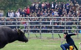 Nhìn lại những hình ảnh lễ hội chọi trâu Đồ Sơn biến thành cơn ác mộng
