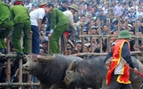 Nhìn lại những hình ảnh lễ hội chọi trâu Đồ Sơn biến thành cơn ác mộng