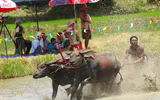 Biến chọi trâu thành đua trâu như tại Thái Lan, tại sao không?