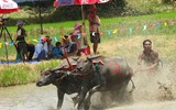 Biến chọi trâu thành đua trâu như tại Thái Lan, tại sao không?