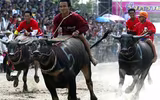 Biến chọi trâu thành đua trâu như tại Thái Lan, tại sao không?