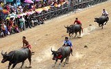 Biến chọi trâu thành đua trâu như tại Thái Lan, tại sao không?