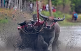 Biến chọi trâu thành đua trâu như tại Thái Lan, tại sao không?