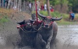 Biến chọi trâu thành đua trâu như tại Thái Lan, tại sao không?