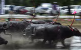 Biến chọi trâu thành đua trâu như tại Thái Lan, tại sao không?
