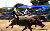 Biến chọi trâu thành đua trâu như tại Thái Lan, tại sao không?