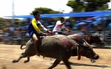 Biến chọi trâu thành đua trâu như tại Thái Lan, tại sao không?