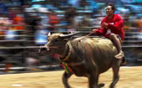 Biến chọi trâu thành đua trâu như tại Thái Lan, tại sao không?