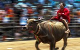 Biến chọi trâu thành đua trâu như tại Thái Lan, tại sao không?