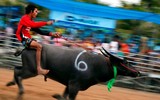 Biến chọi trâu thành đua trâu như tại Thái Lan, tại sao không?