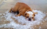 Hình ảnh nắng nóng kinh hoàng làm tan chảy mọi thứ tại Mỹ