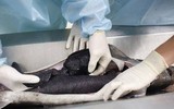 Nếu có cơ hội, hãy thử món ăn 'vua chúa' này một lần trong đời