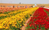 Israel, bậc thầy về lĩnh vực nông nghiệp từ trên mảnh đất khô cằn khiến thế giới bái phục
