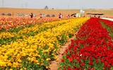 Israel, bậc thầy về lĩnh vực nông nghiệp từ trên mảnh đất khô cằn khiến thế giới bái phục