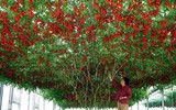 Israel, bậc thầy về lĩnh vực nông nghiệp từ trên mảnh đất khô cằn khiến thế giới bái phục