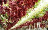 Israel, bậc thầy về lĩnh vực nông nghiệp từ trên mảnh đất khô cằn khiến thế giới bái phục