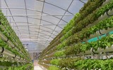 Israel, bậc thầy về lĩnh vực nông nghiệp từ trên mảnh đất khô cằn khiến thế giới bái phục