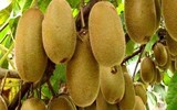 Israel, bậc thầy về lĩnh vực nông nghiệp từ trên mảnh đất khô cằn khiến thế giới bái phục