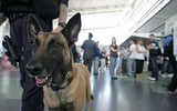 [ẢNH] Bí mật biệt đội cảnh khuyển K9 bảo vệ Tổng thống Trump ở Hà Nội