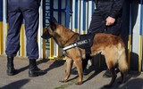 [ẢNH] Bí mật biệt đội cảnh khuyển K9 bảo vệ Tổng thống Trump ở Hà Nội