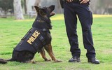 [ẢNH] Bí mật biệt đội cảnh khuyển K9 bảo vệ Tổng thống Trump ở Hà Nội