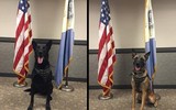 [ẢNH] Bí mật biệt đội cảnh khuyển K9 bảo vệ Tổng thống Trump ở Hà Nội