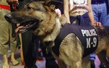 [ẢNH] Bí mật biệt đội cảnh khuyển K9 bảo vệ Tổng thống Trump ở Hà Nội