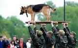 [ẢNH] Bí mật biệt đội cảnh khuyển K9 bảo vệ Tổng thống Trump ở Hà Nội