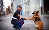 [ẢNH] Bí mật biệt đội cảnh khuyển K9 bảo vệ Tổng thống Trump ở Hà Nội